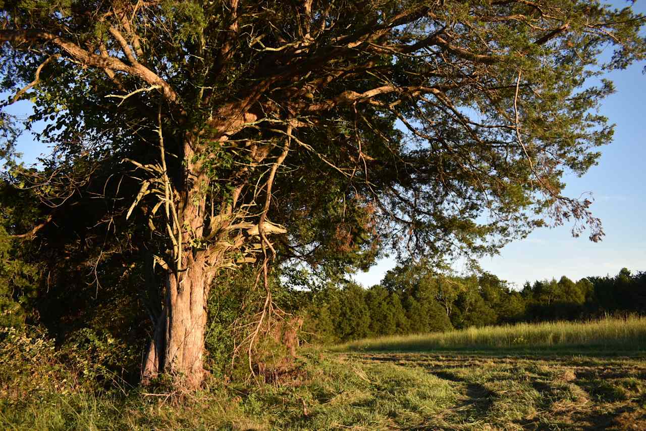 Just old hay feild , 71 Acres ,$20