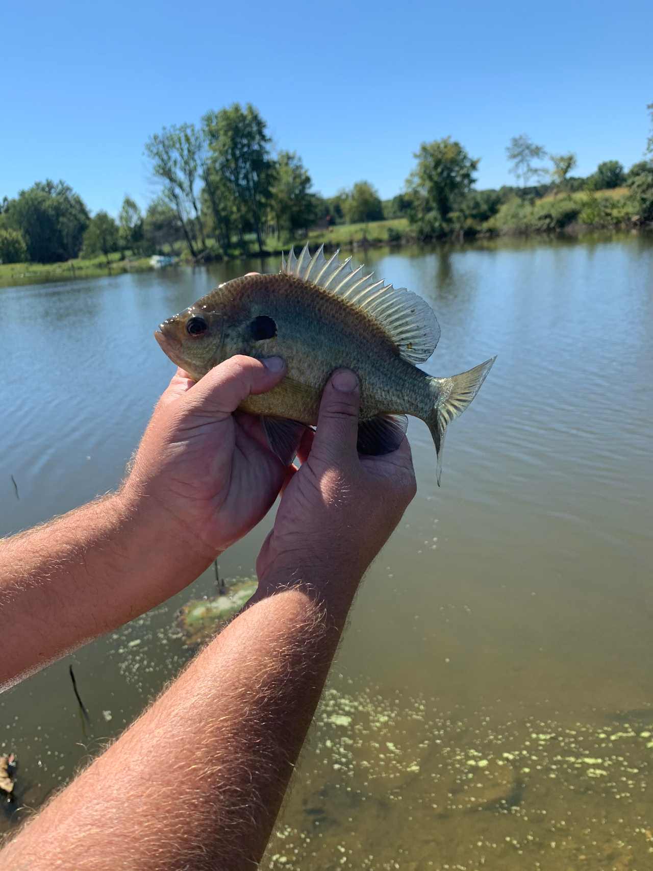 Bigger lake sun fish. The fishing was so good at both lakes. We catch and release, but we pulled out a fish every time our hooks hit the water. 