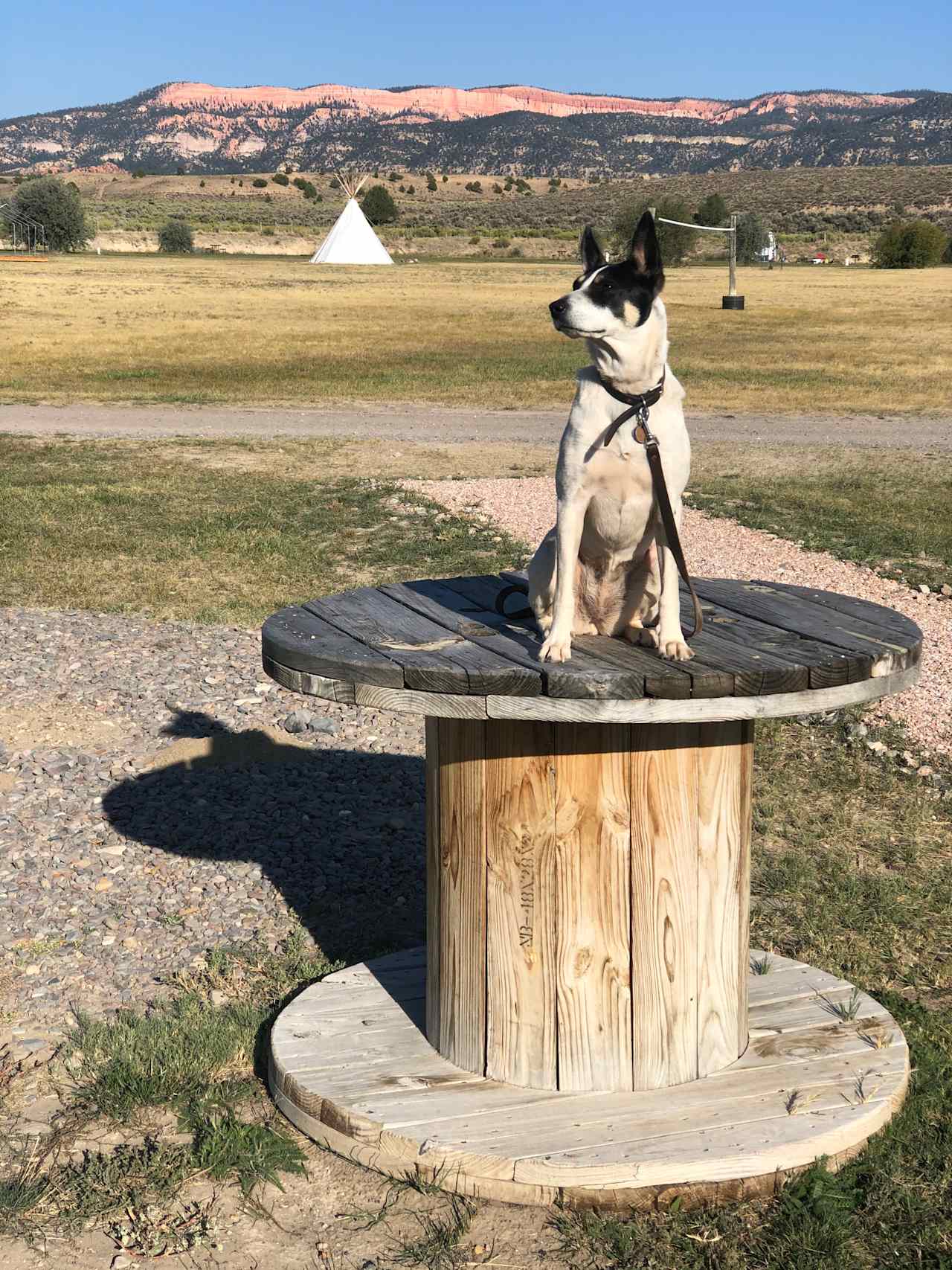 Dog friendly campground. 