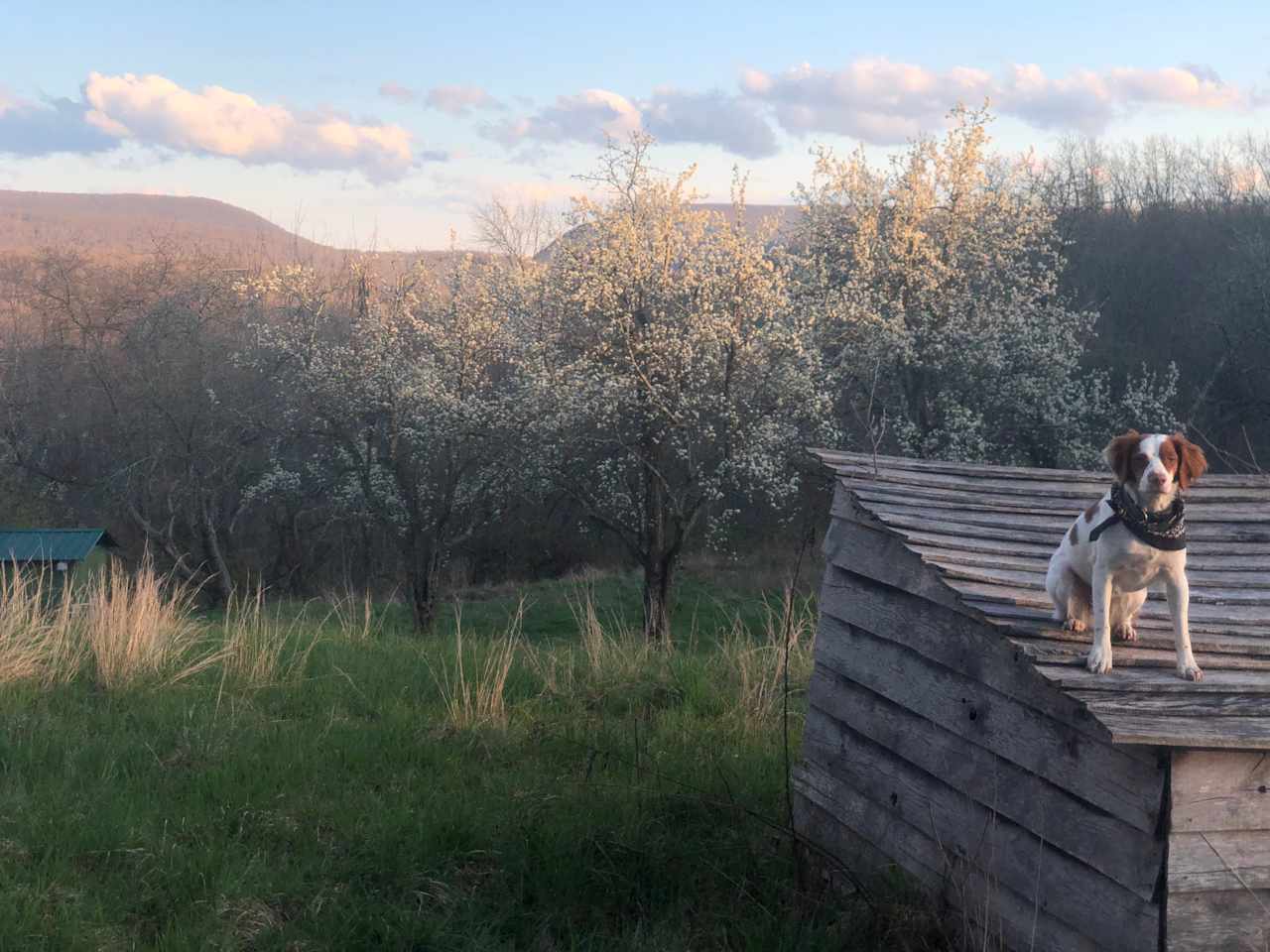 The Delaware Water Gap view from the orchard 