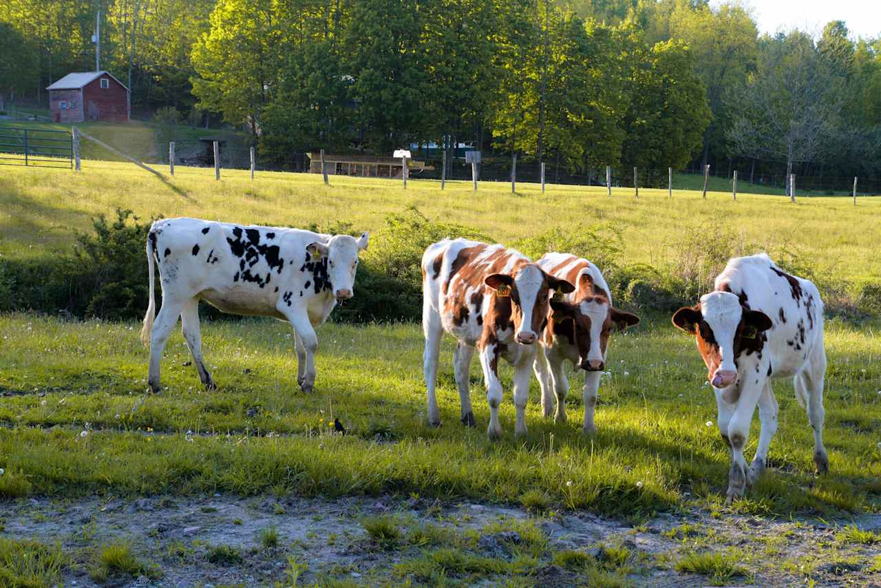 Friendly cows!