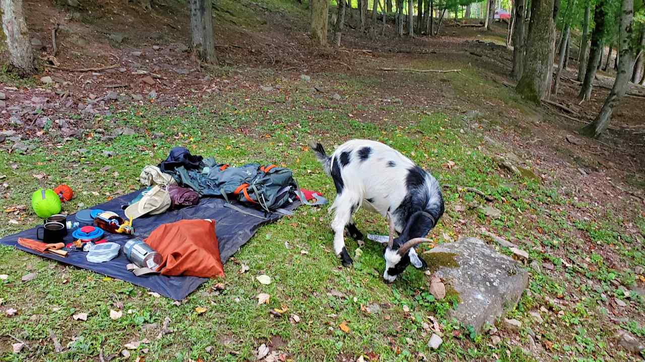 Keep your foods and valuables sealed if you dont want the goats to mess with them! They're friendly and you can push them away if you need to, but they'll say YES to any food.