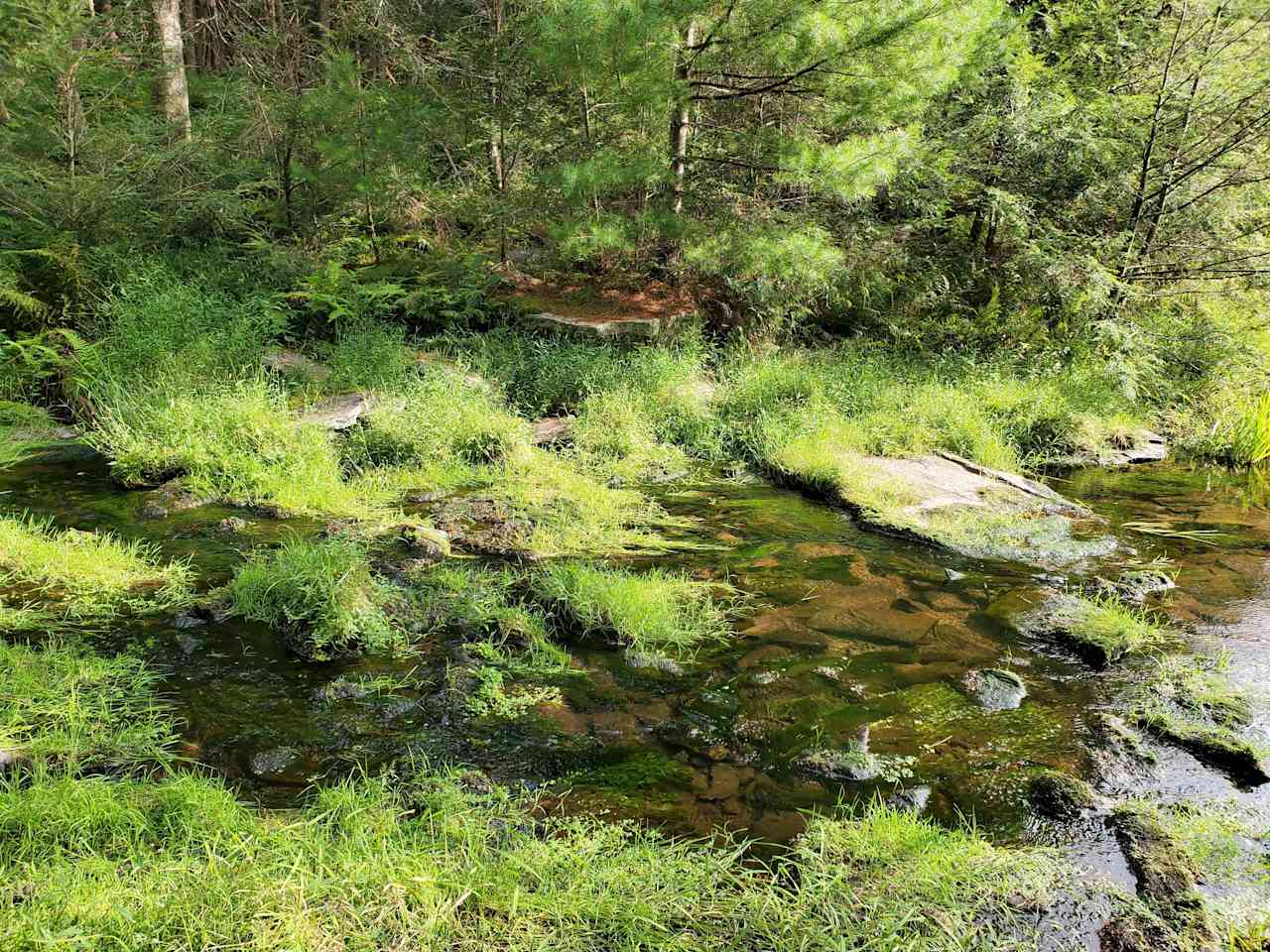 Stream right next to campsite.