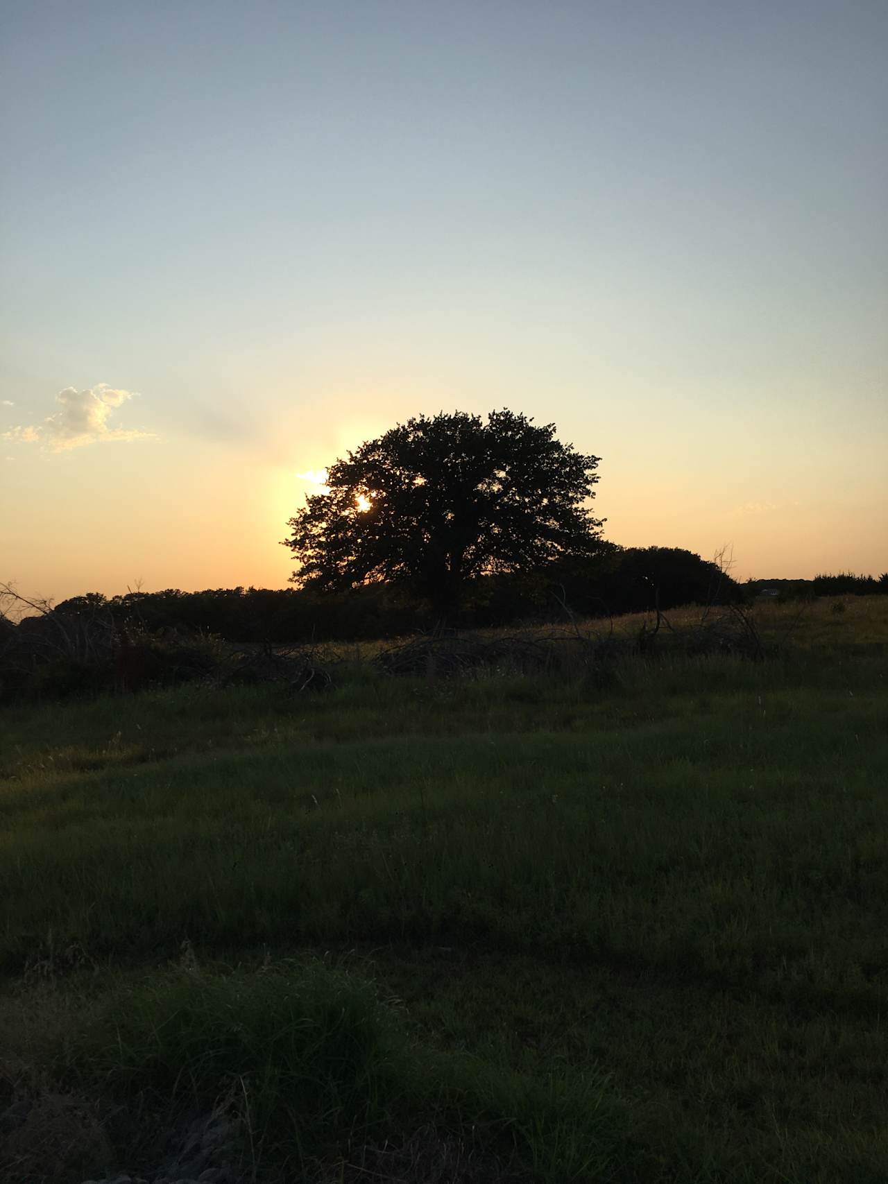 This is the tree you'll see.  This pix was taken Aug 2020.  