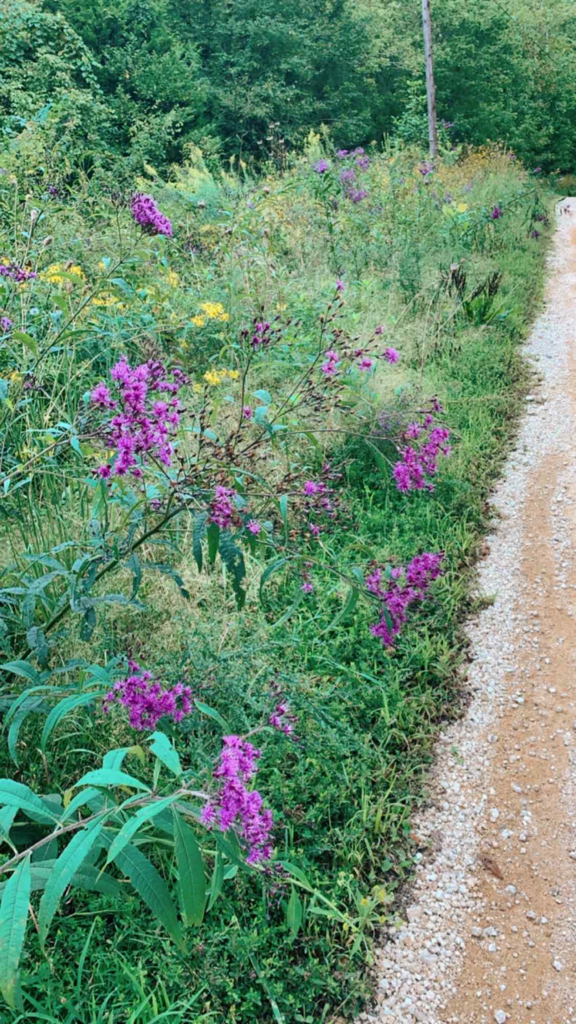 Pretty wild flowers 