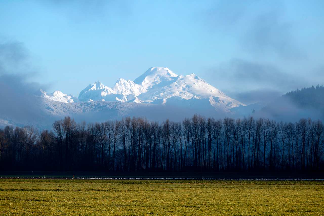 View of Mt Baker from the nearby fields of Fir Island. 