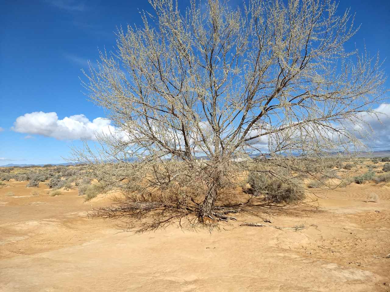 Russian Olive Tree, Entre Cimas Ranch.  One mile east of High Desert Camp.