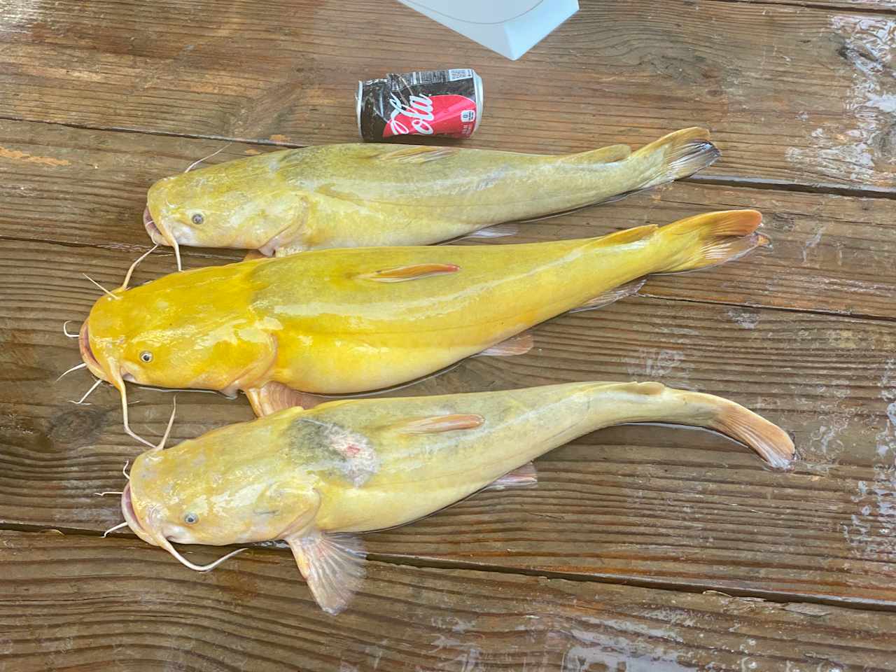 3 Yellow Cat's Caught Off The Bank!! 