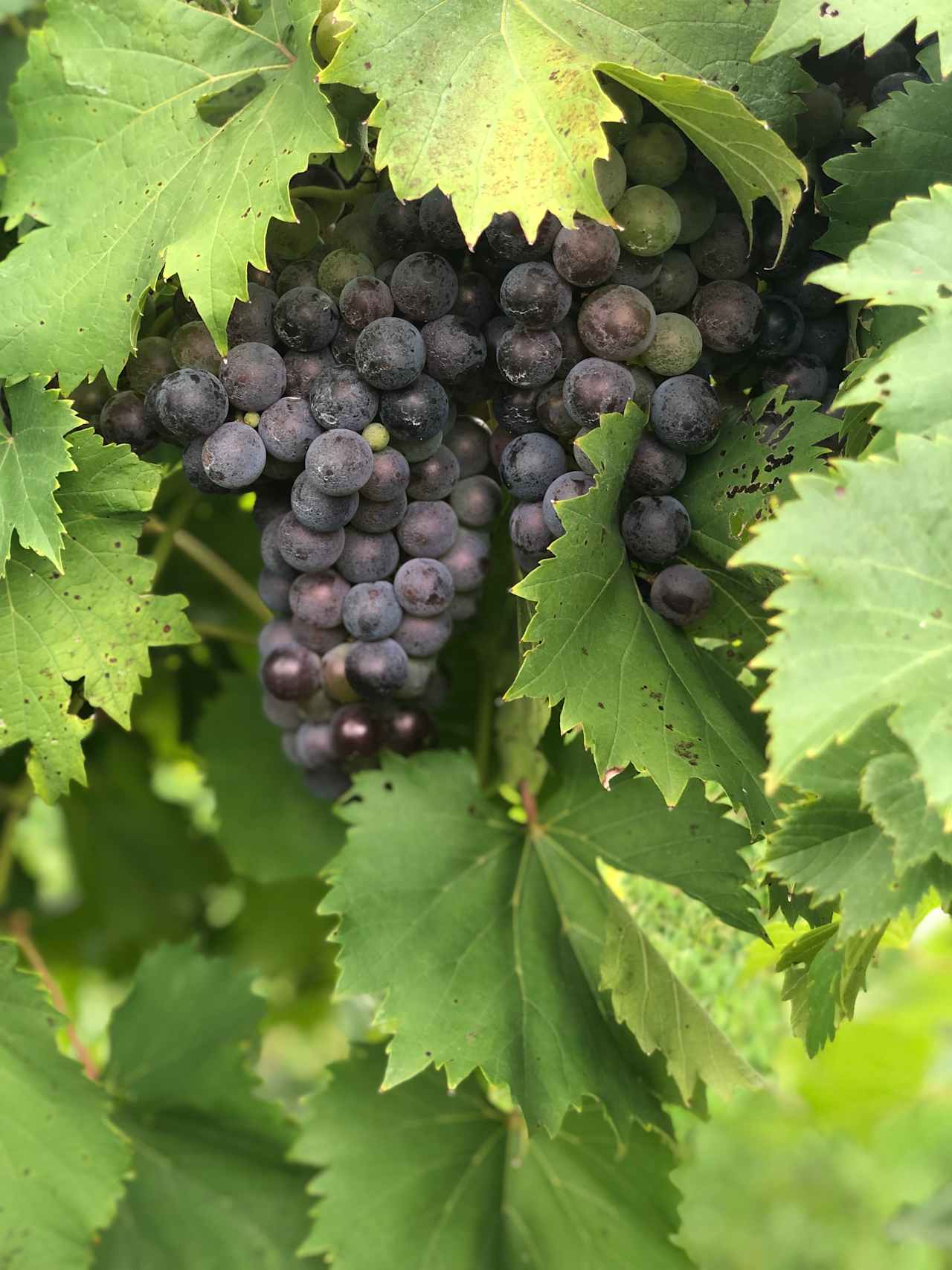 Chambourcin berries during veraison. 