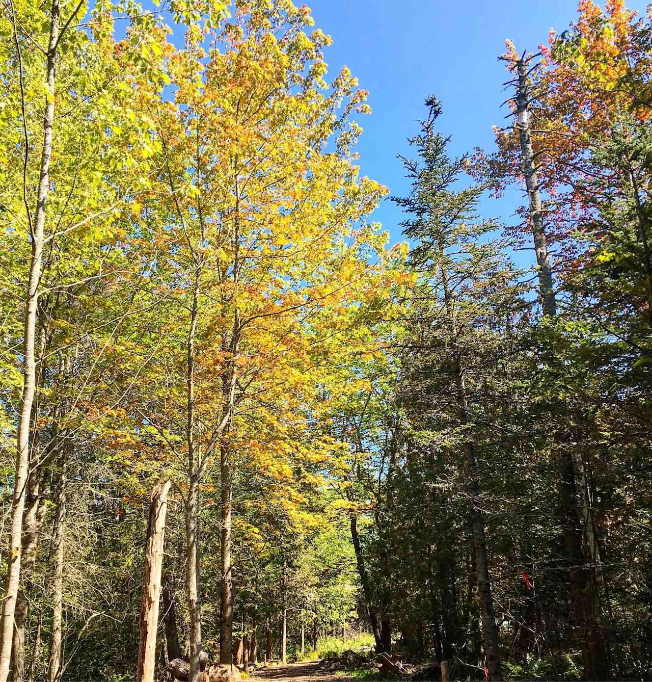 Fall foliage at The Howling Woods