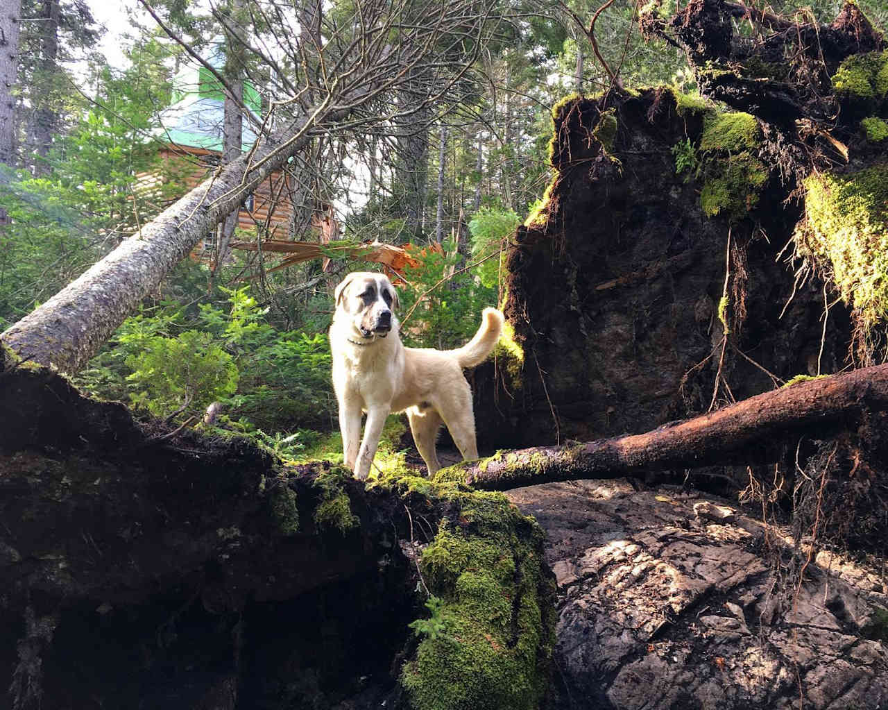 Cedar, Misfit Farm's Livestock Guardian Dog