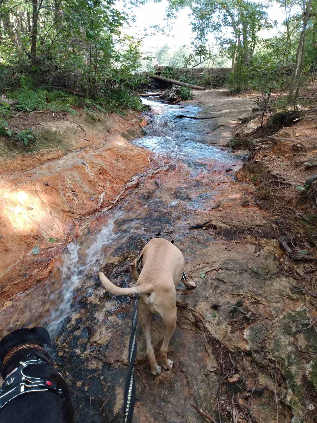 Arabia Mountain Farm