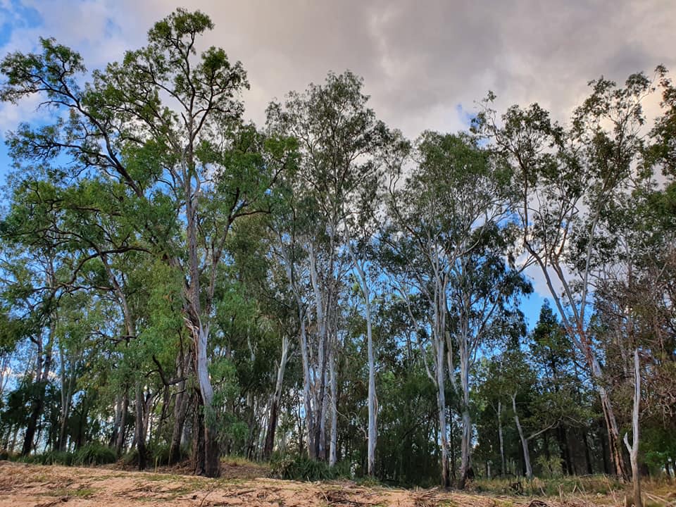 Bush settings along Charleys Creek