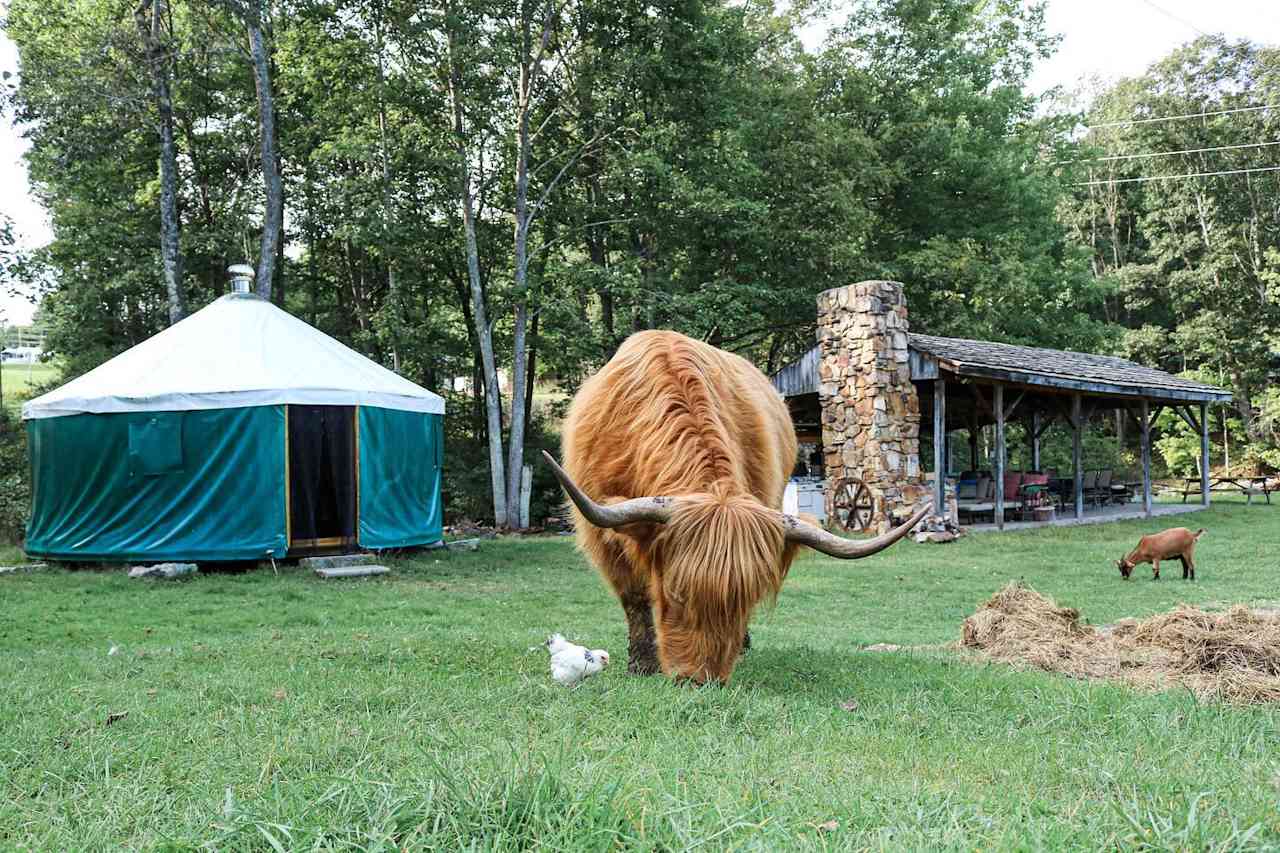 Yorkie Acres Goat Farm