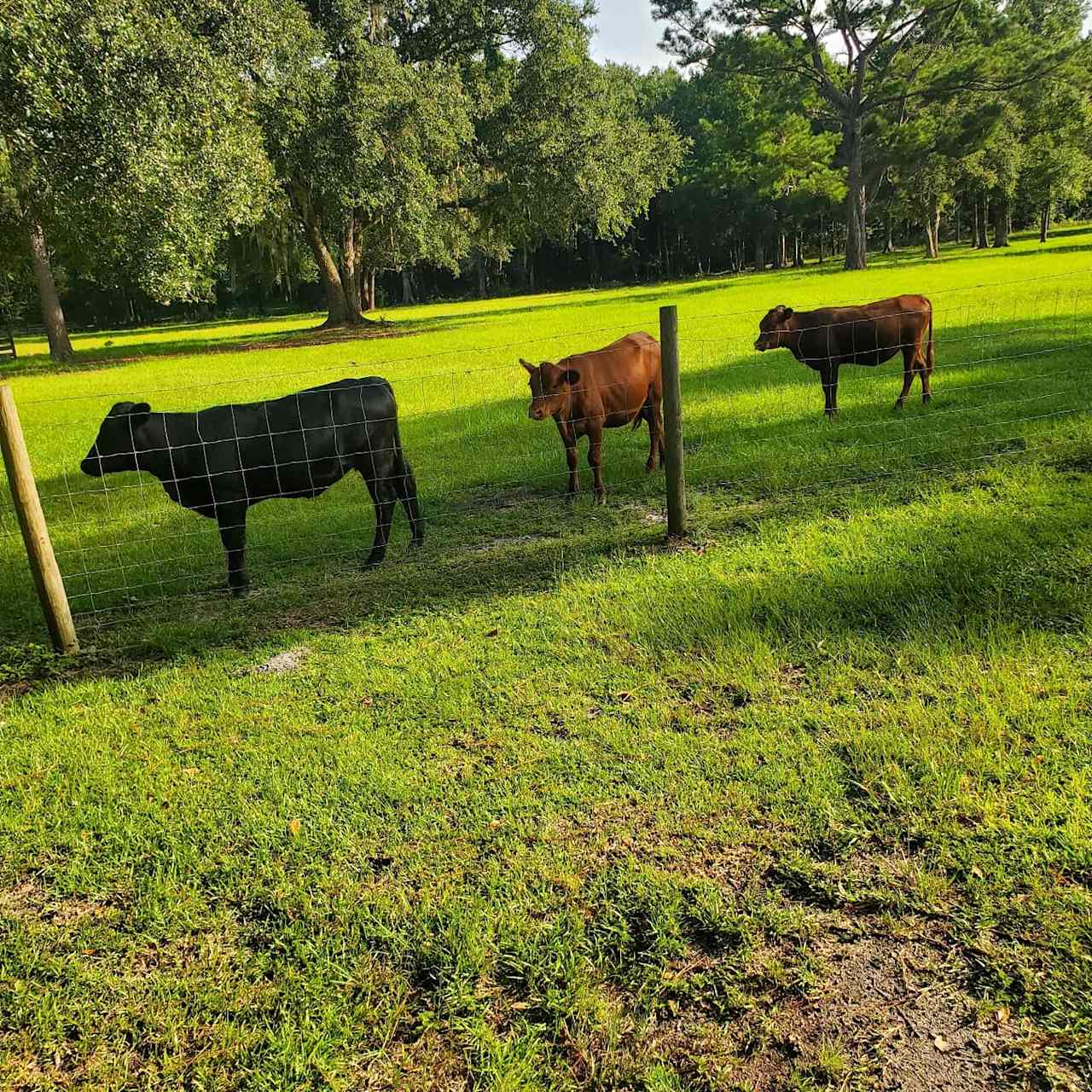 Wacissa Springs Campground