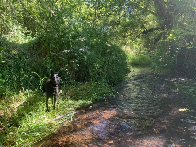 Honey Grove Creek runs behind the camp ground. 