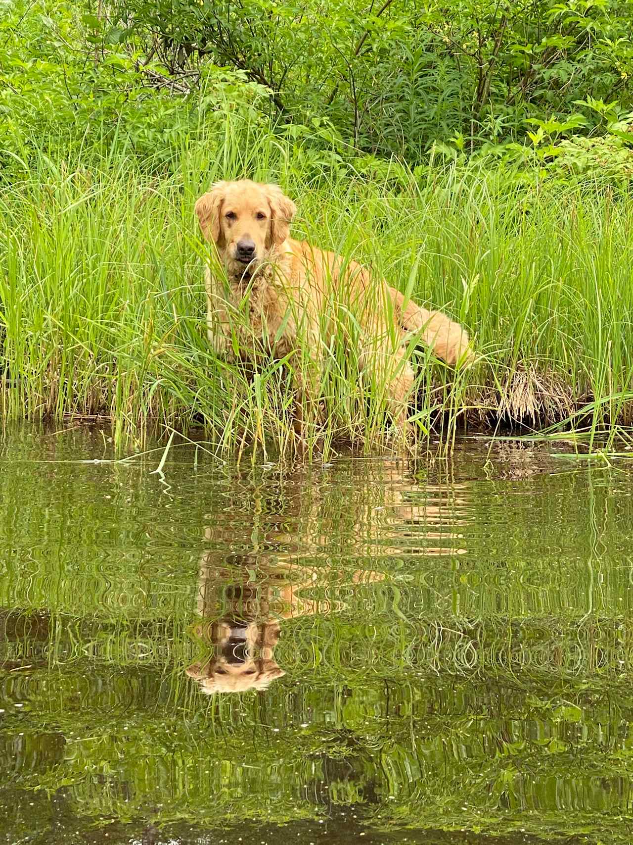 The dogs love it 