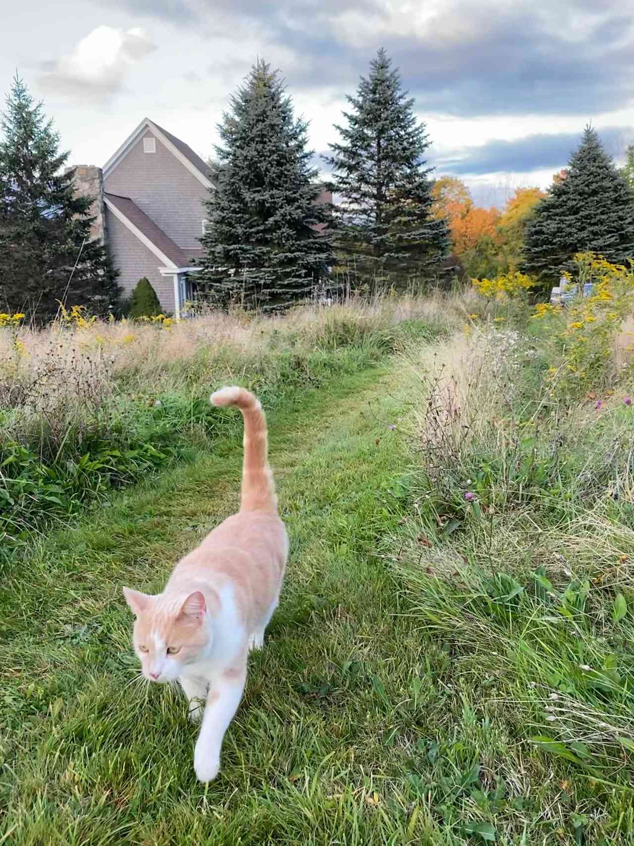 Mickelberry Forest Gardens