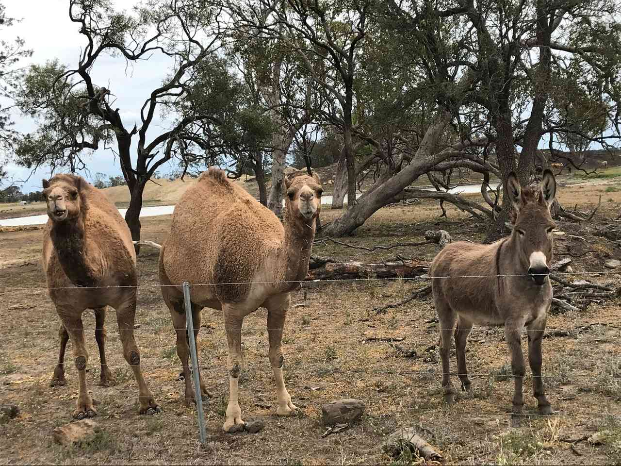 The Locals