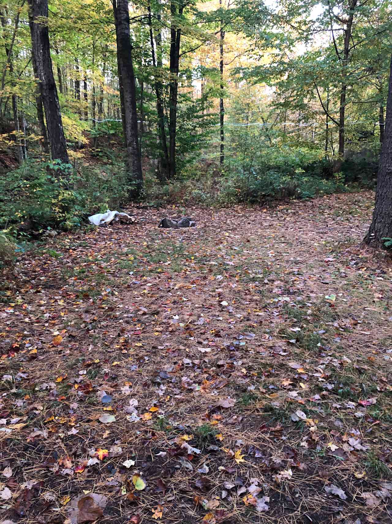 Texas Hill Brook & Dark Star Cabin