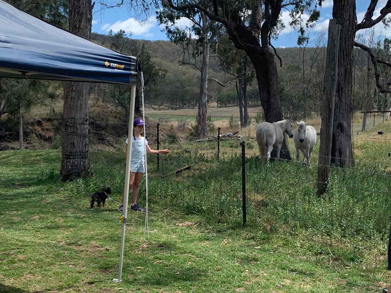 Gleneden Farm and Bullock Team