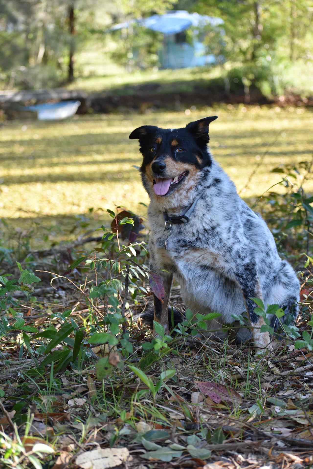 Always up for a swim. Claire the Australian Shepherd