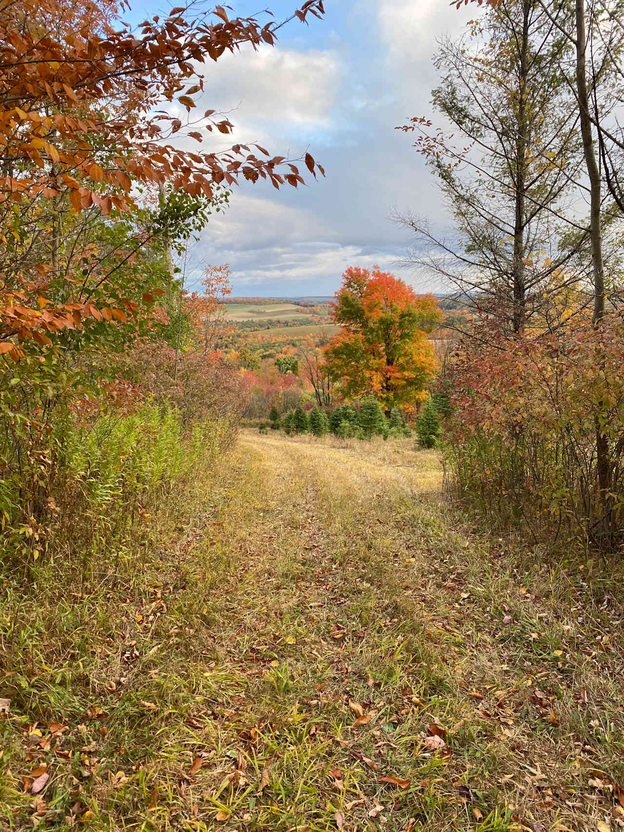 Peaceful Forrest