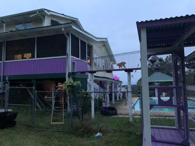 View of the Catio and suspended tunnel attaching it to the house. 