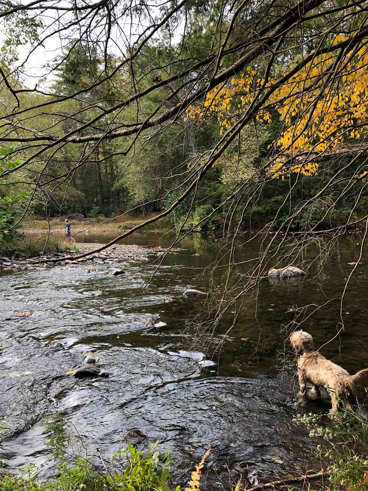 Here’s our dog Chewie ready to cross the creek to the 7 acre island.