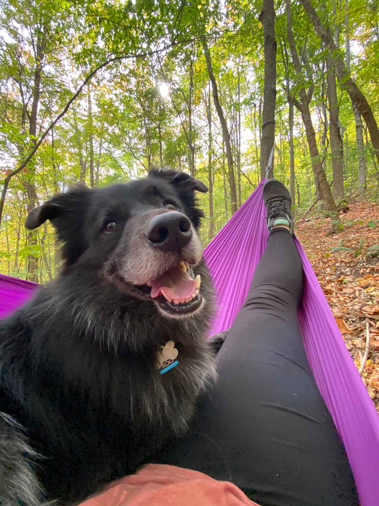 The woods just behind our site offered plenty of places to hang hammocks. 