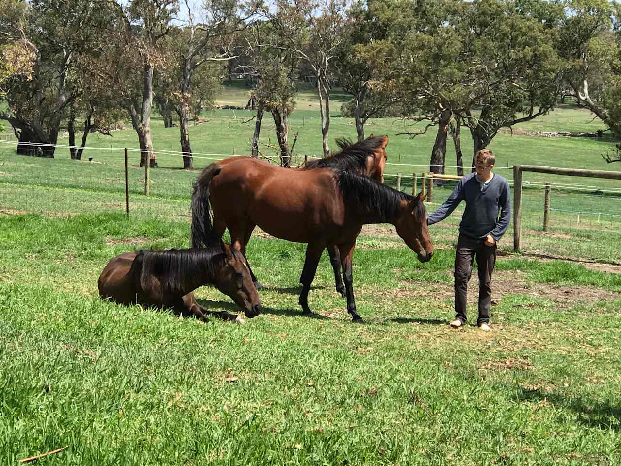 Our 3 horses, all love a pat or carrot over the fence