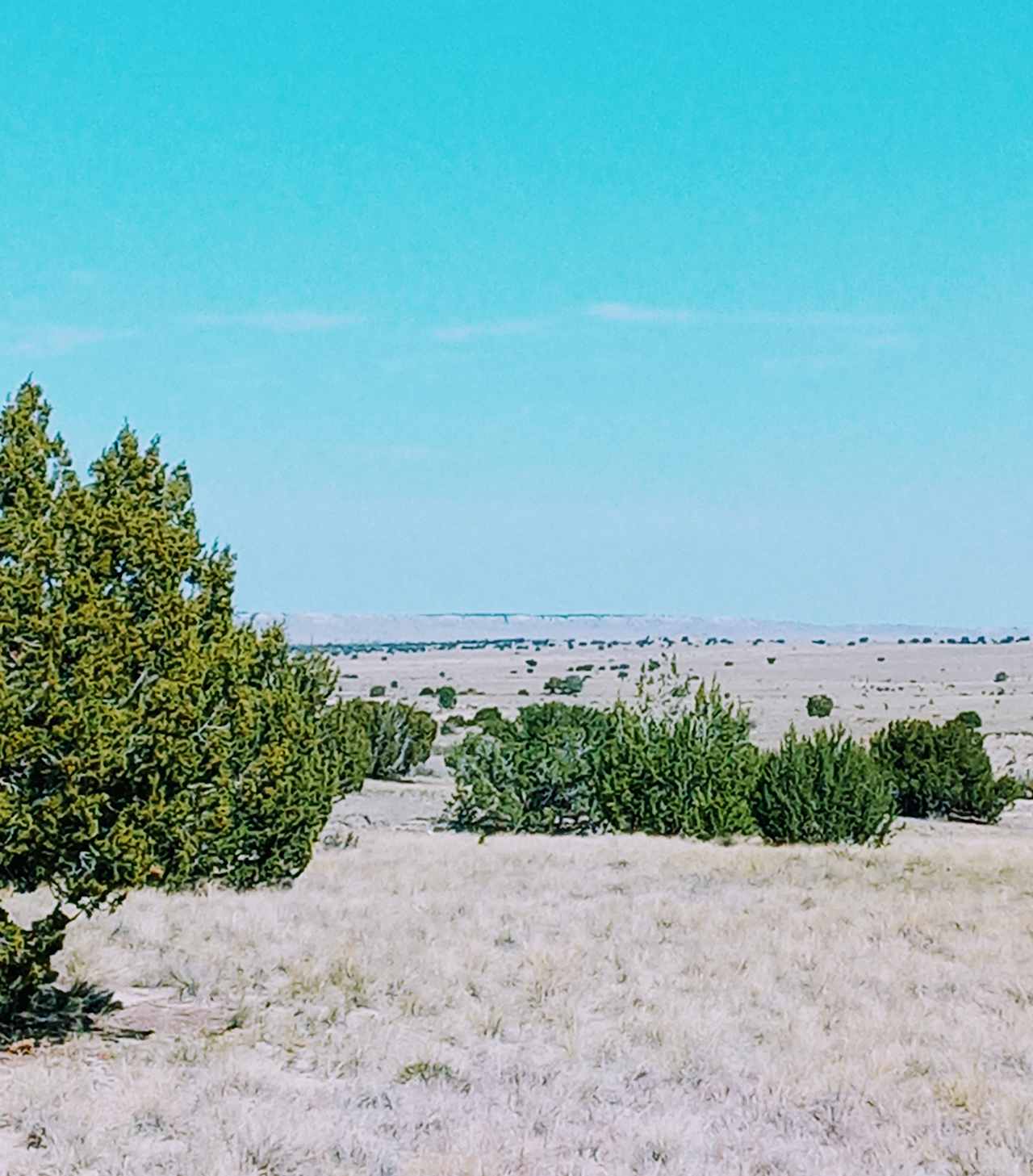 Whispering Wind Desert Oasis