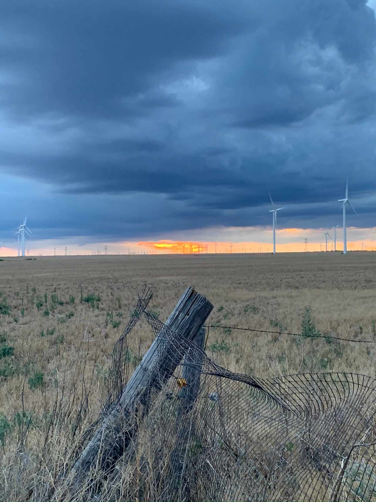 Coyote Breaks Farm