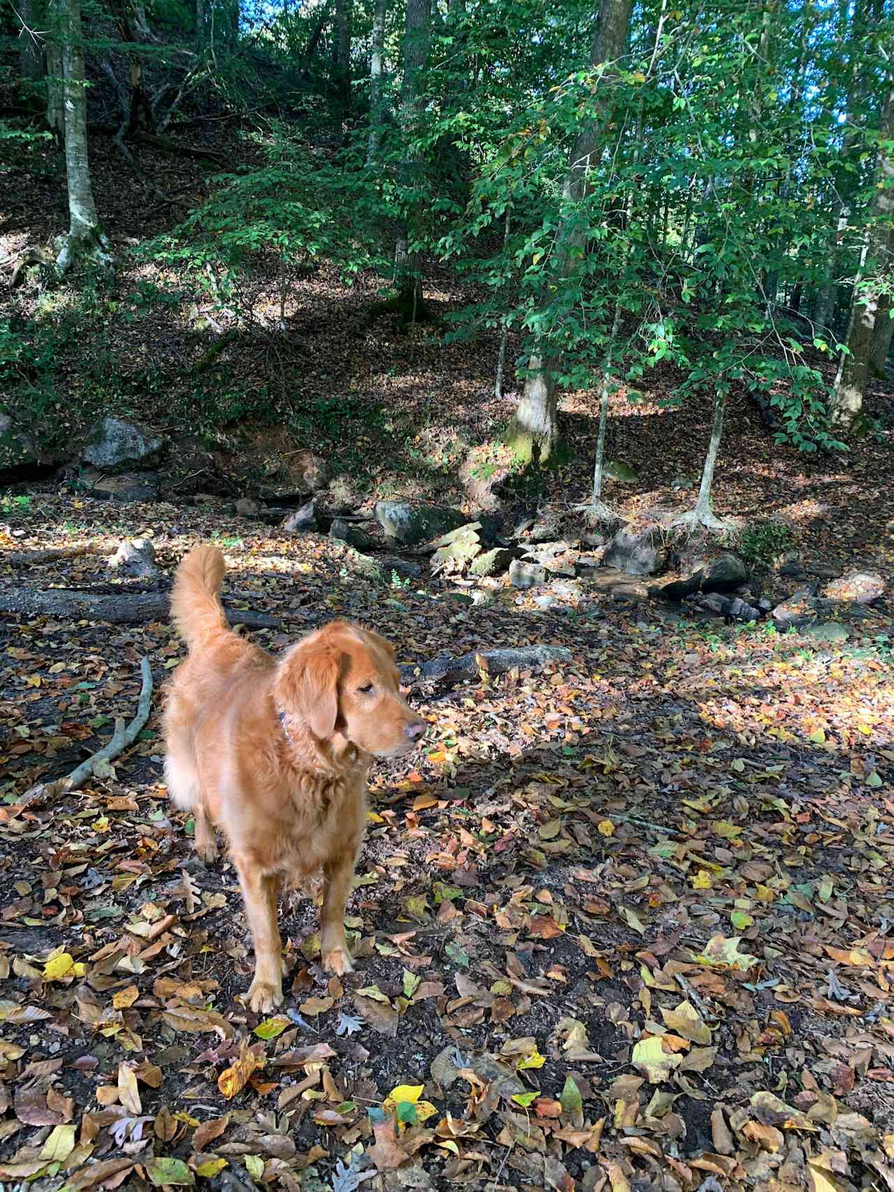 We had a great stay at the Woodland site (campsite #2)