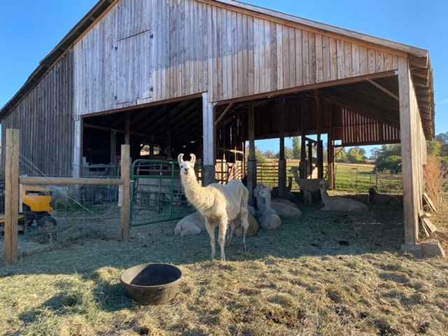 Love Creek Sanctuary!