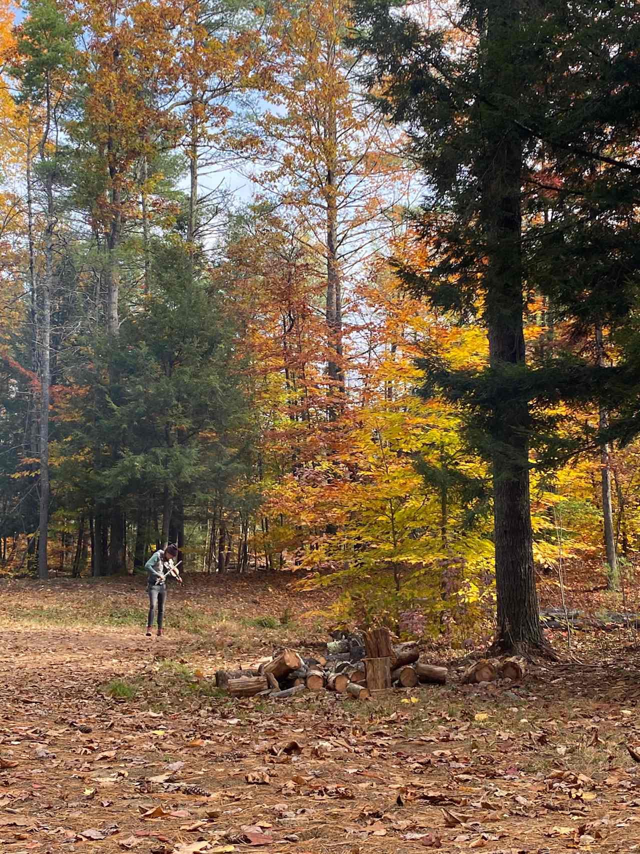 Fiddler in the forest