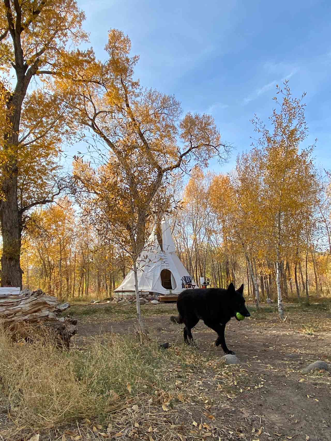 Riverwalk Yurt, luxury on river