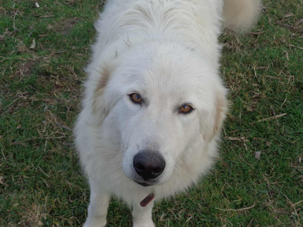 Tamar the Maremma Guardian dog