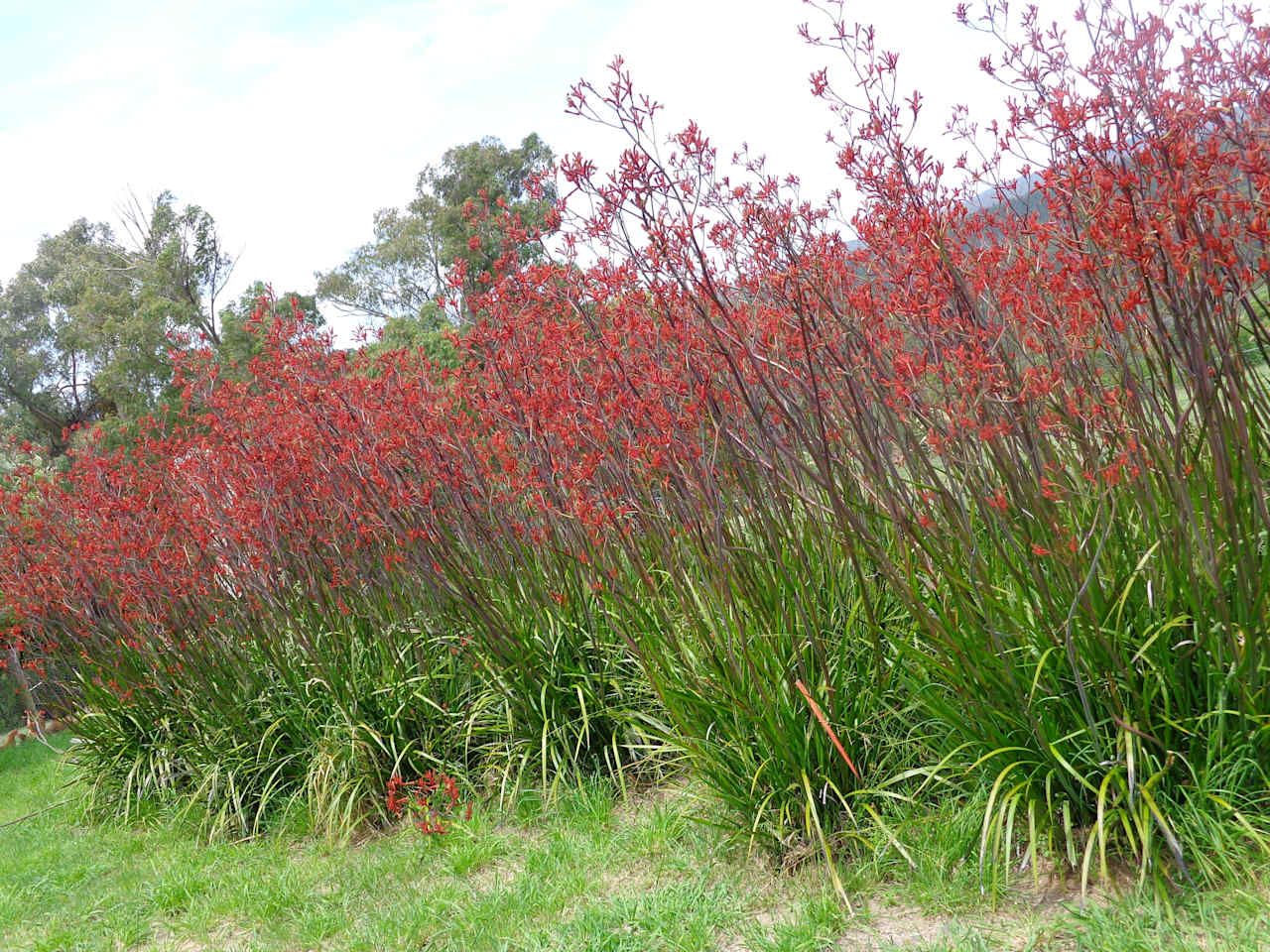 Kangaroo paw garden