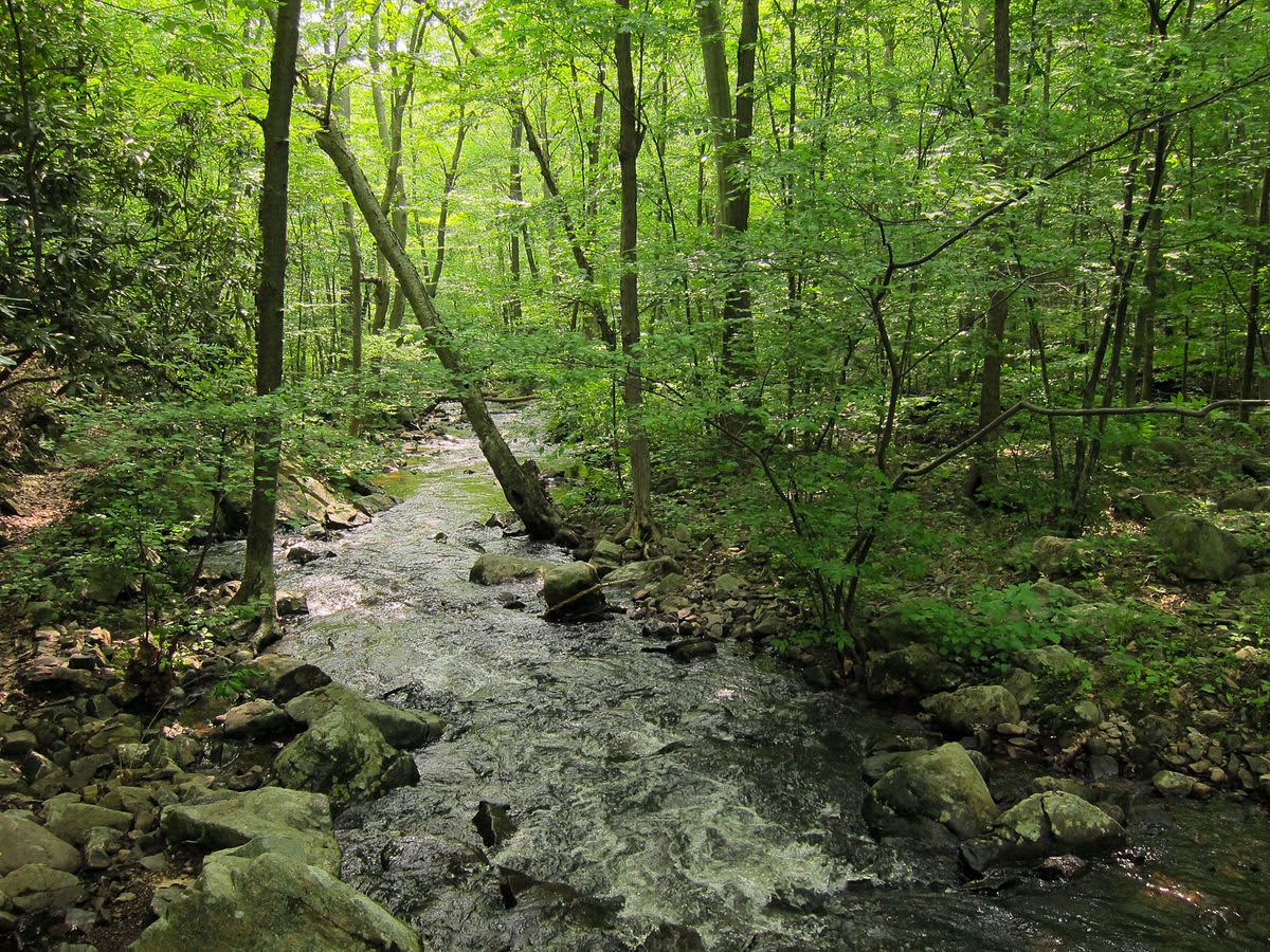 Creekside Camping in Forest