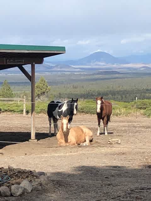 The geldings watch over the mare while she rests.