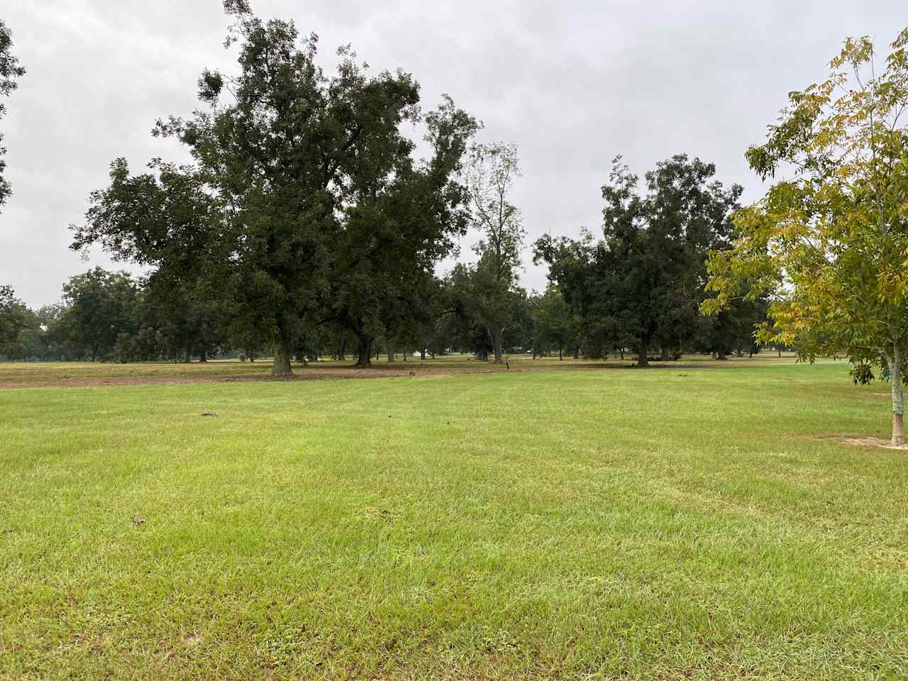 Pecan Orchard