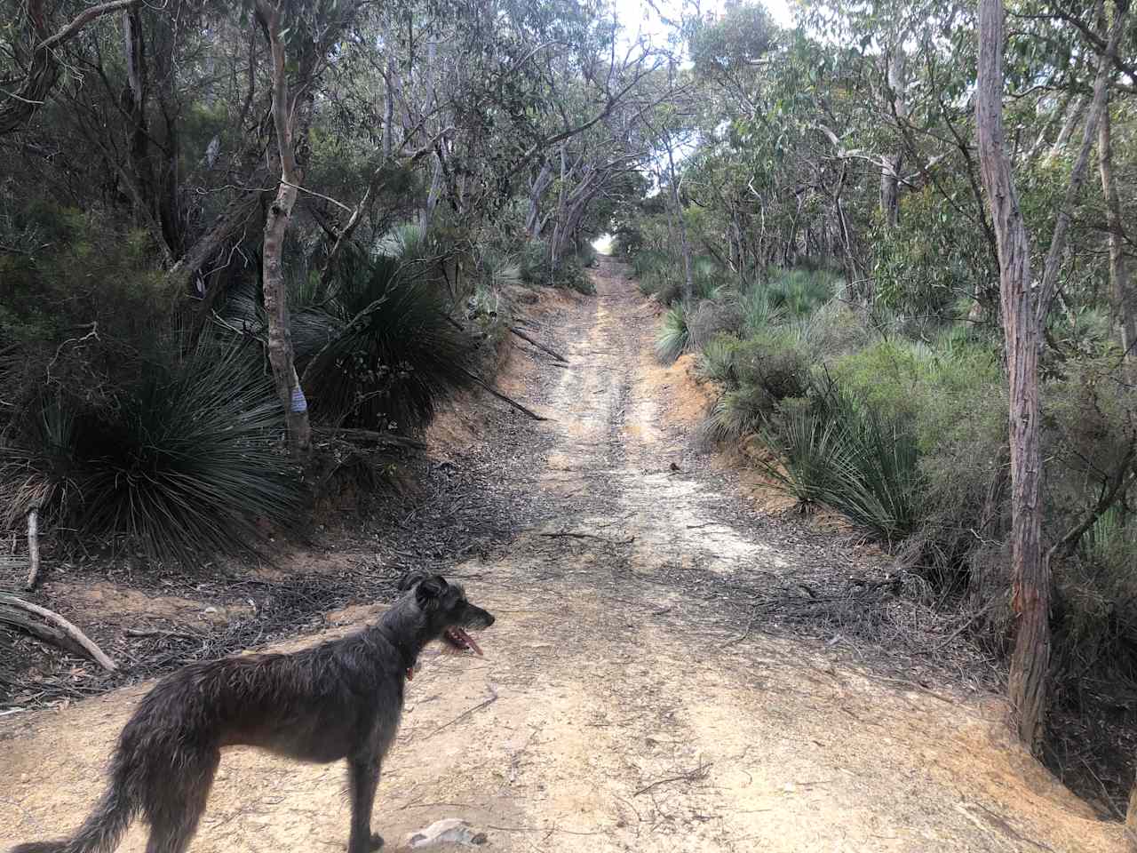 Take your dog for a lovely walk but remember to keep them on a leash.