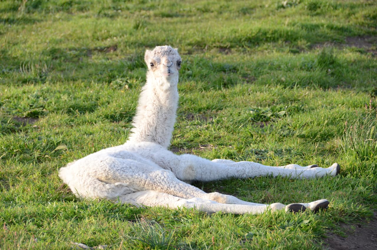 Robe Camel Farm - Self Contained Campers Only