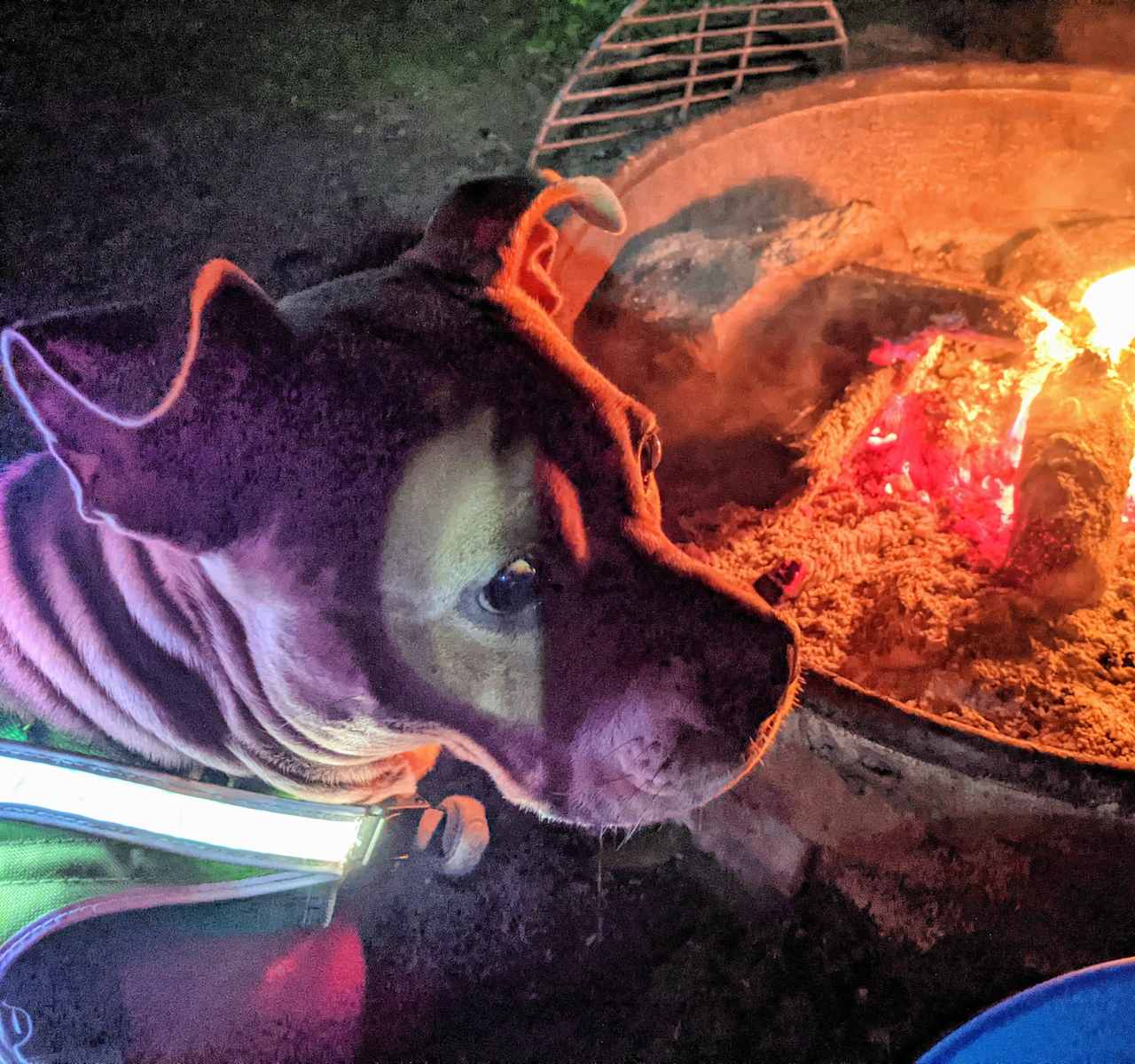 camp mutt!