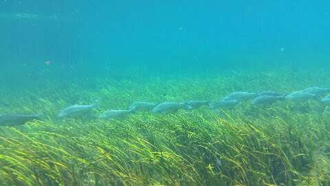 Snorkel the Rainbow River and get a glimpse of these American Shad.