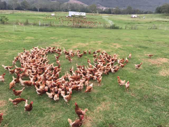 Kenilworth Free Range Farm