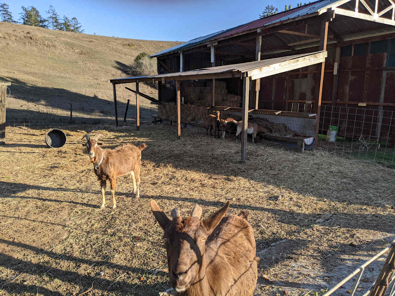 Goat farm for a small RV