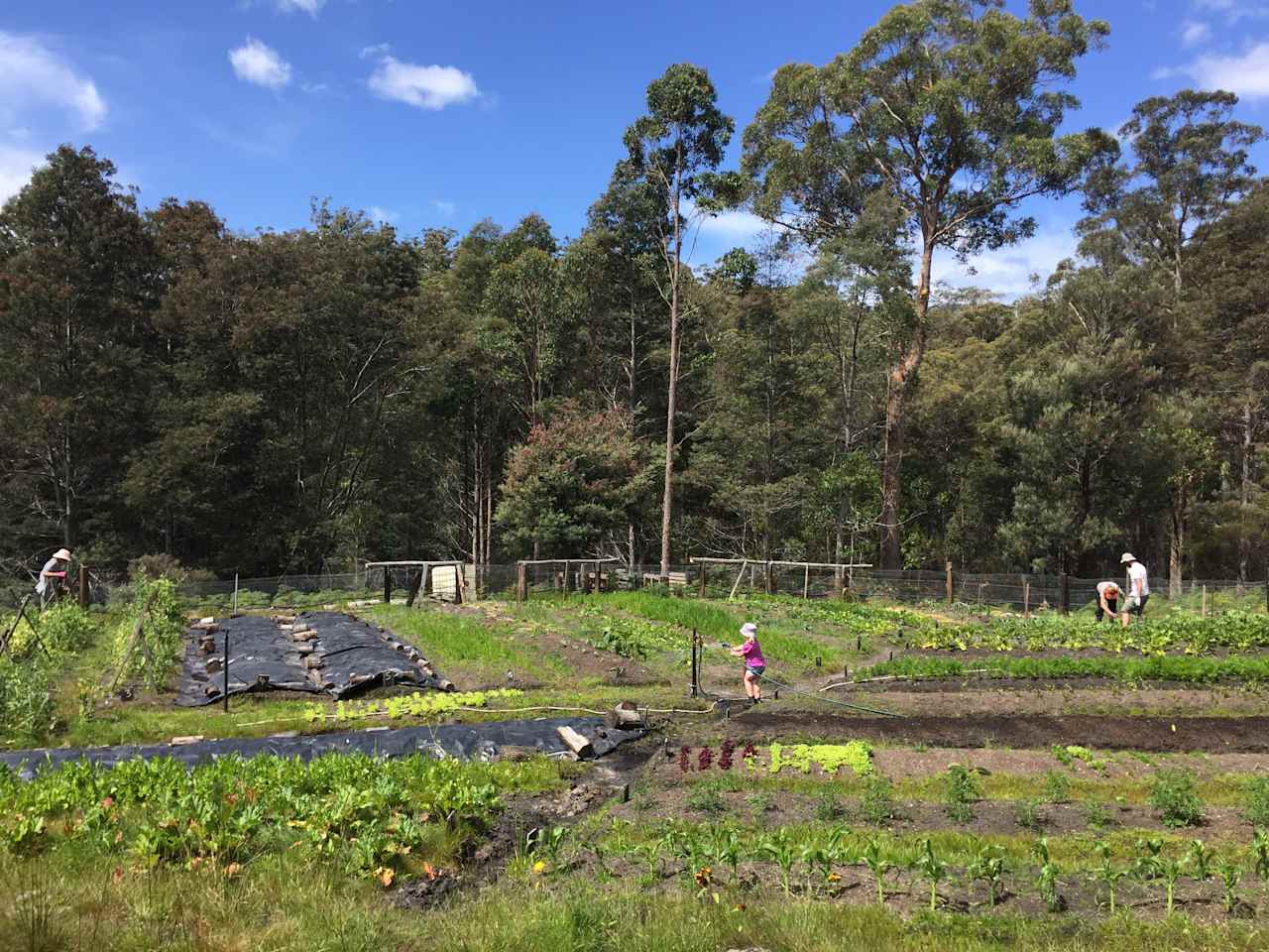 Our market garden, fresh organic produce available right near your campsite