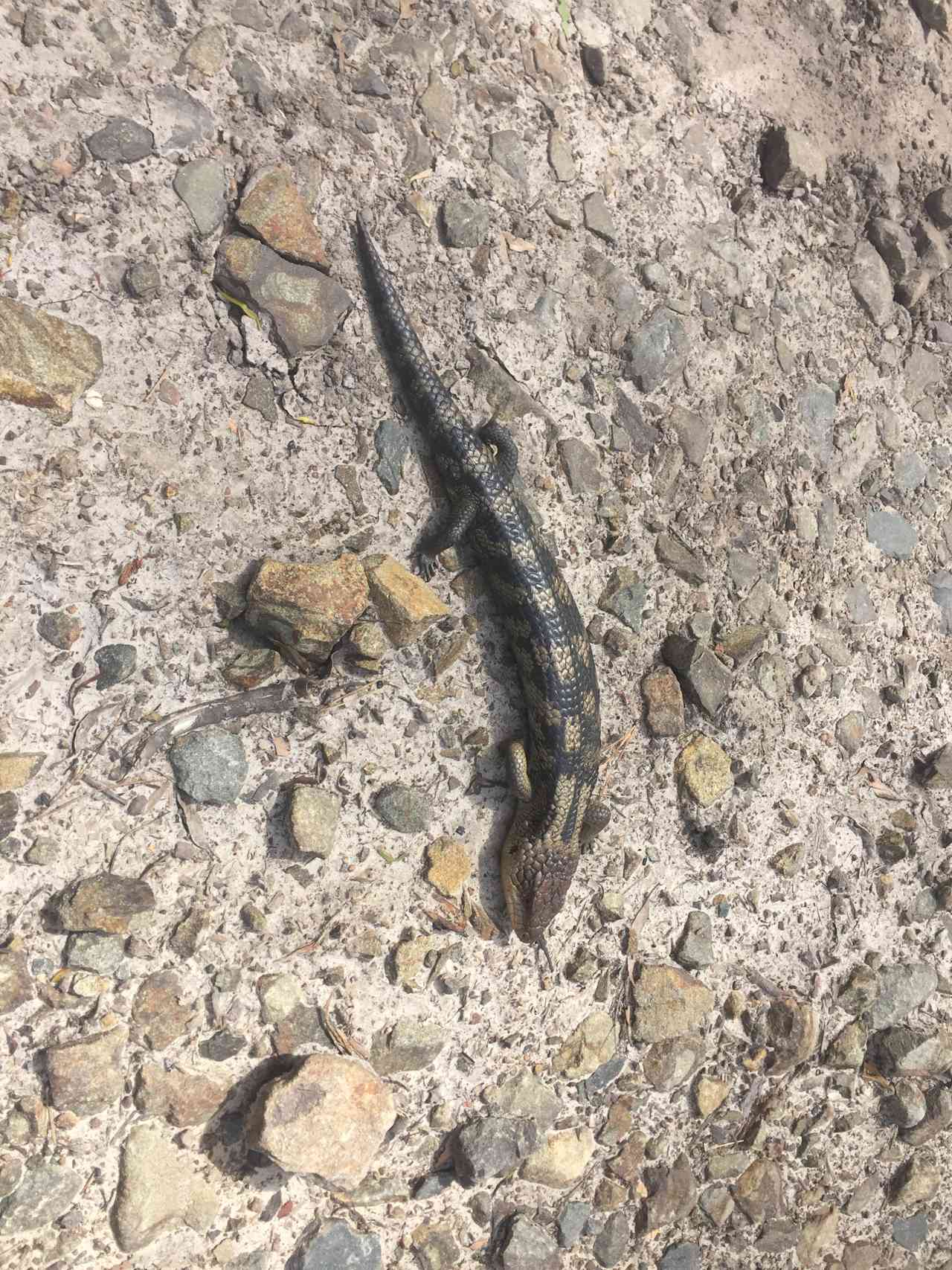 Blue tongue lizard - you will find many!